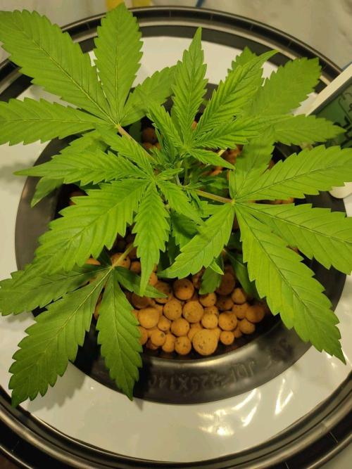 GrandDaddy Purple Auto XXL. Week 3