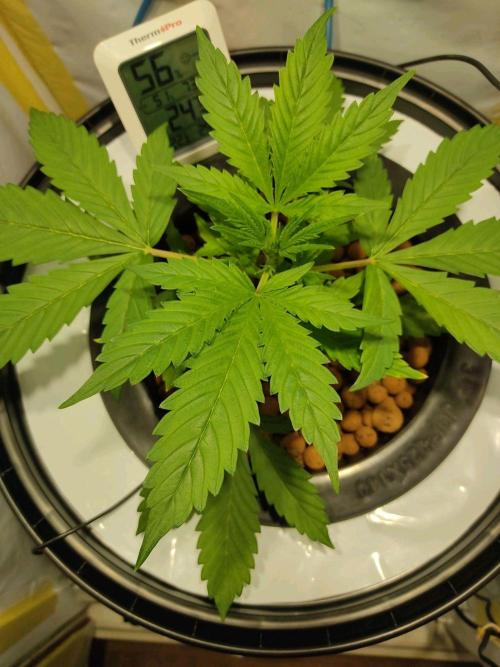 GrandDaddy Purple Auto XXL. Week 3