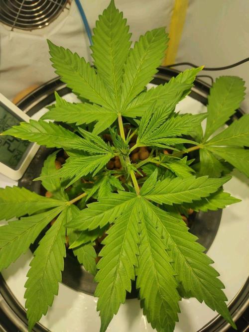 GrandDaddy Purple Auto XXL. Week 3