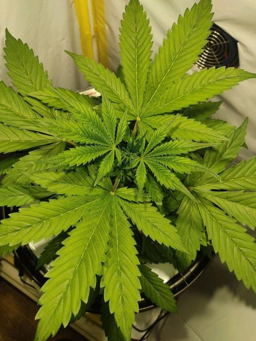 GrandDaddy Purple Auto XXL. Week 3