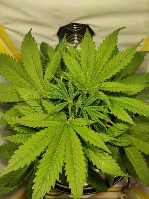 GrandDaddy Purple Auto XXL. Week 4