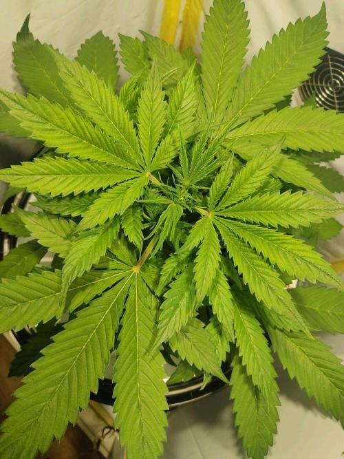 GrandDaddy Purple Auto XXL. Week 4