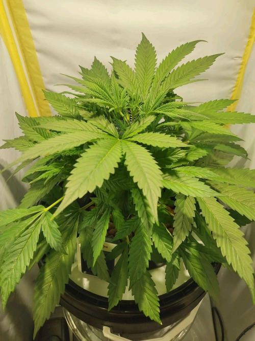 GrandDaddy Purple Auto XXL. Week 4