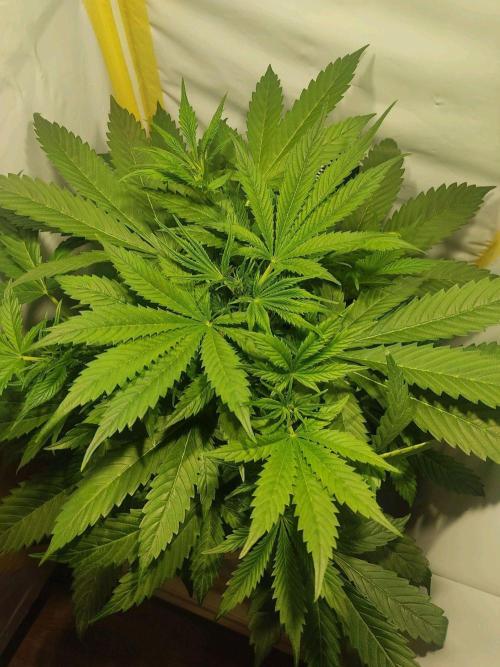 GrandDaddy Purple Auto XXL. Week 4