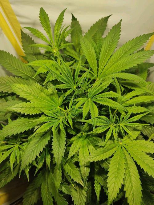 GrandDaddy Purple Auto XXL. Week 5