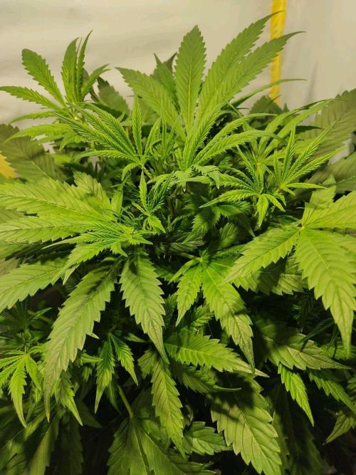 GrandDaddy Purple Auto XXL. Week 5