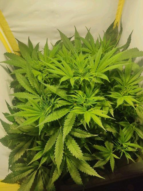 GrandDaddy Purple Auto XXL. Week 5