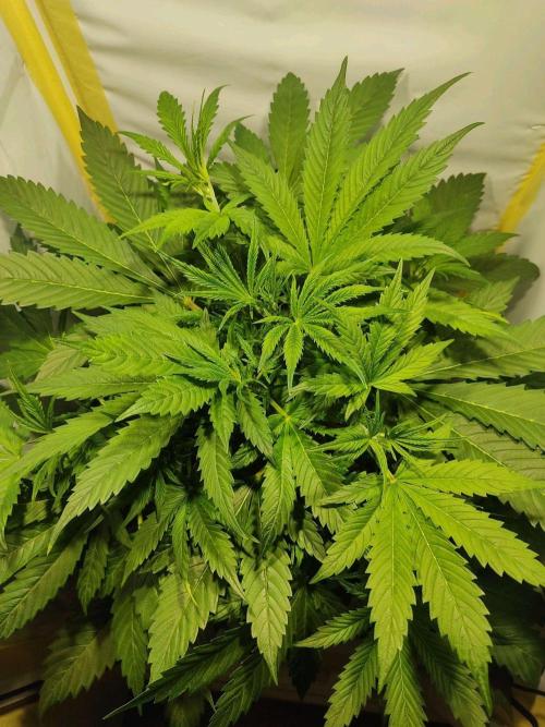 GrandDaddy Purple Auto XXL. Week 5