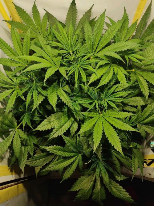 GrandDaddy Purple Auto XXL. Week 5