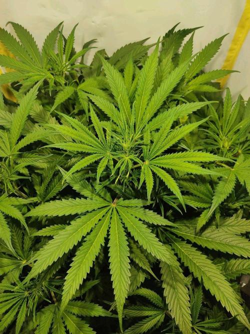 GrandDaddy Purple Auto XXL. Week 6