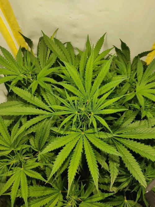 GrandDaddy Purple Auto XXL. Week 6