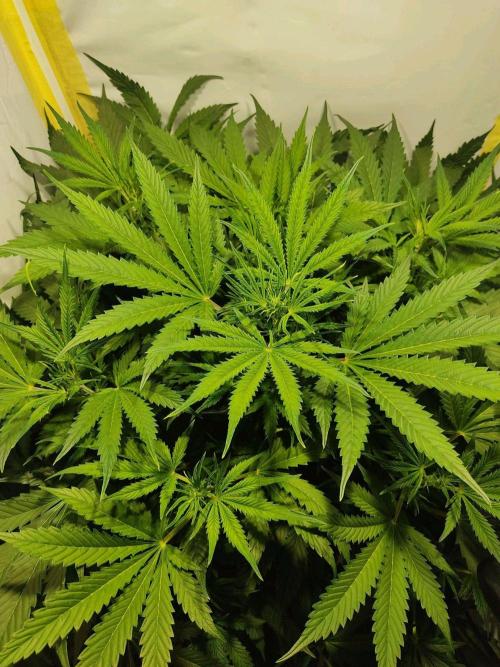 GrandDaddy Purple Auto XXL. Week 6