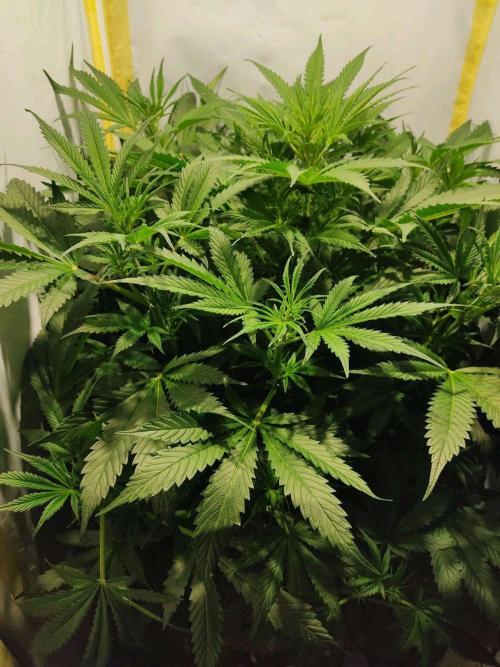 GrandDaddy Purple Auto XXL. Week 6