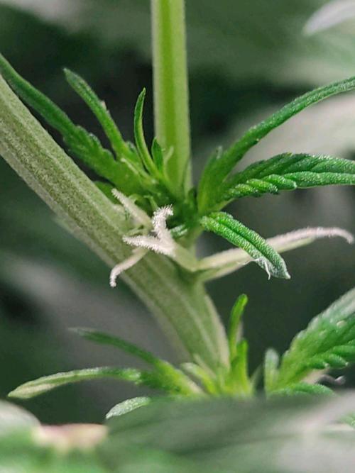 GrandDaddy Purple Auto XXL. Week 7