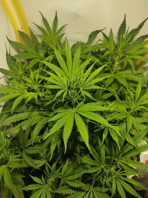 GrandDaddy Purple Auto XXL. Week 7