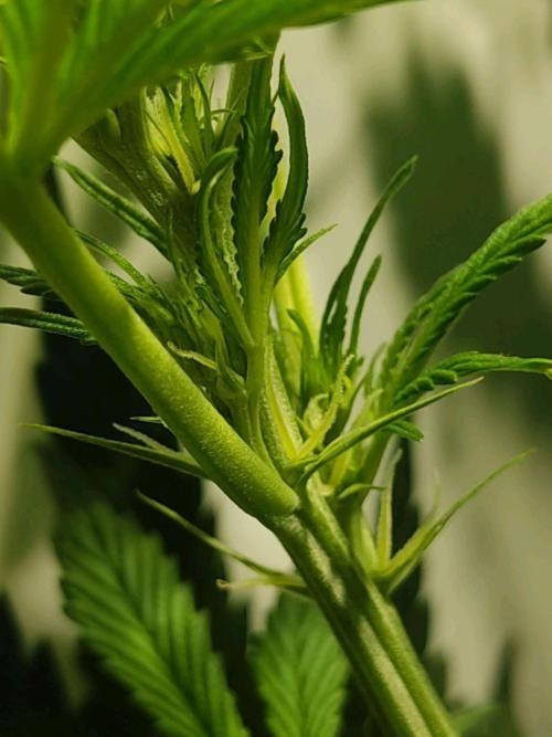 GrandDaddy Purple Auto XXL. Week 7