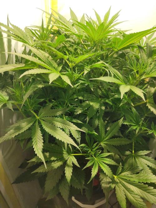 GrandDaddy Purple Auto XXL. Week 7