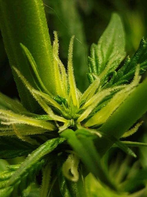 GrandDaddy Purple Auto XXL. Week 8