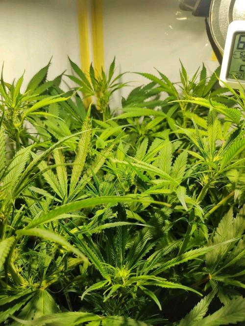 GrandDaddy Purple Auto XXL. Week 8