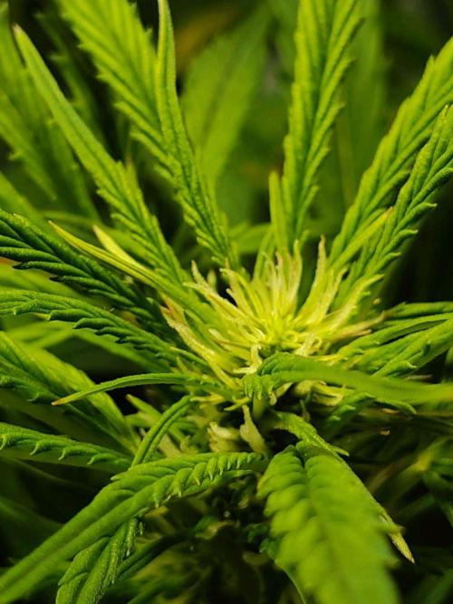 GrandDaddy Purple Auto XXL. Week 8