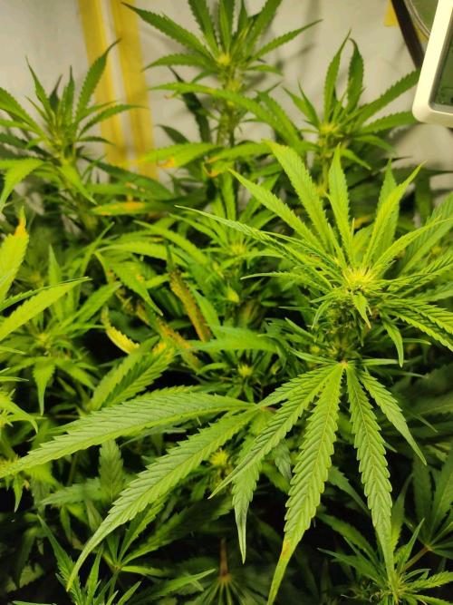 GrandDaddy Purple Auto XXL. Week 8