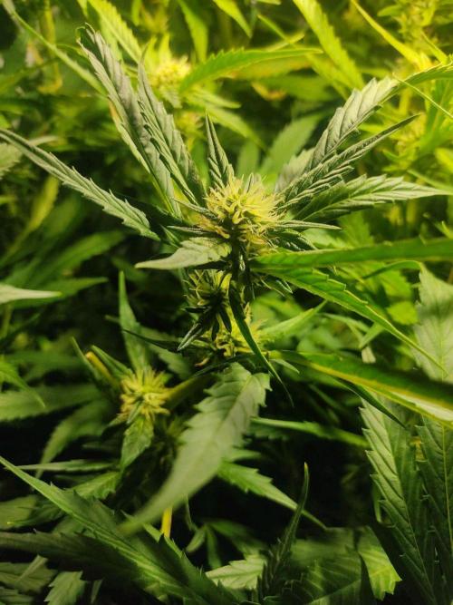 GrandDaddy Purple Auto XXL. Week 8