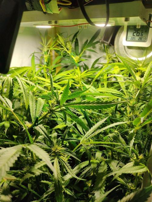 GrandDaddy Purple Auto XXL. Week 8