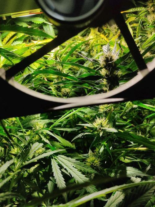 GrandDaddy Purple Auto XXL. Week 9