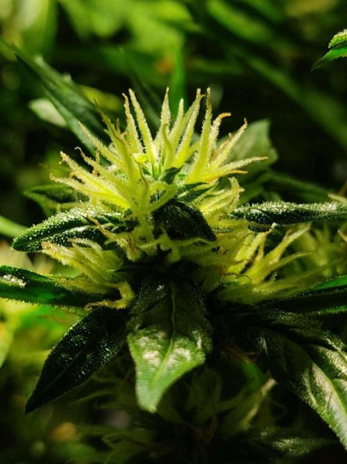 GrandDaddy Purple Auto XXL. Week 9