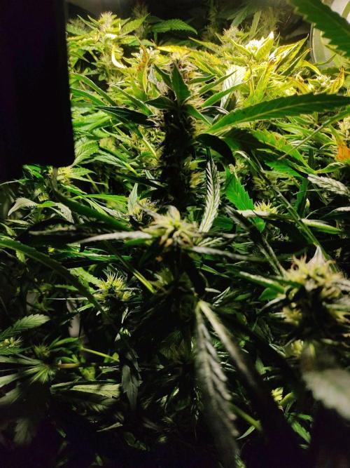 GrandDaddy Purple Auto XXL. Week 9