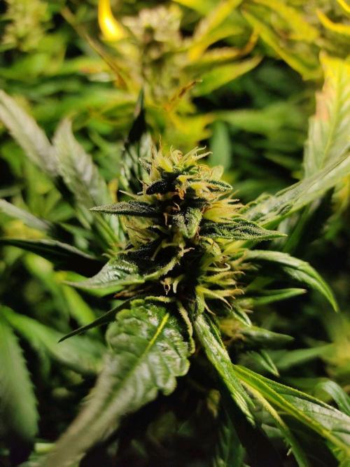 GrandDaddy Purple Auto XXL. Week 9