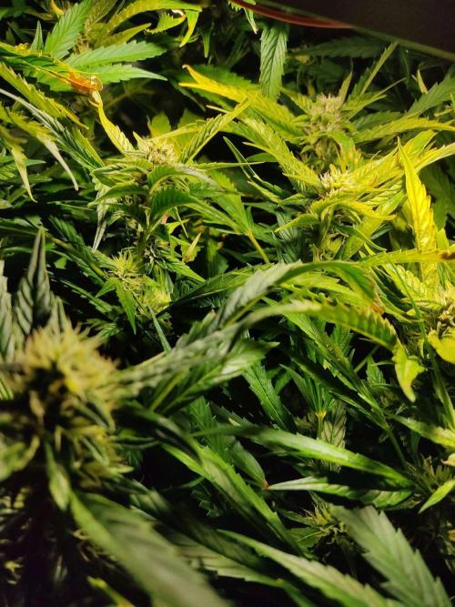 GrandDaddy Purple Auto XXL. Week 9