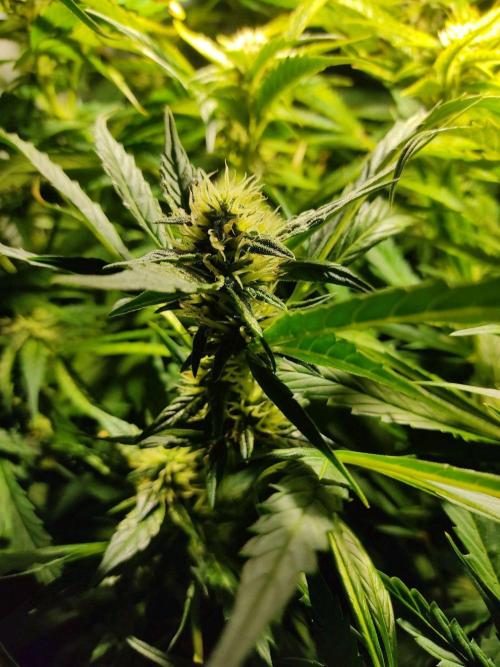 GrandDaddy Purple Auto XXL. Week 9