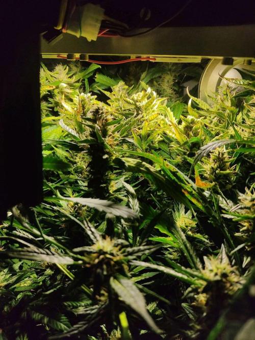 GrandDaddy Purple Auto XXL. Week 10