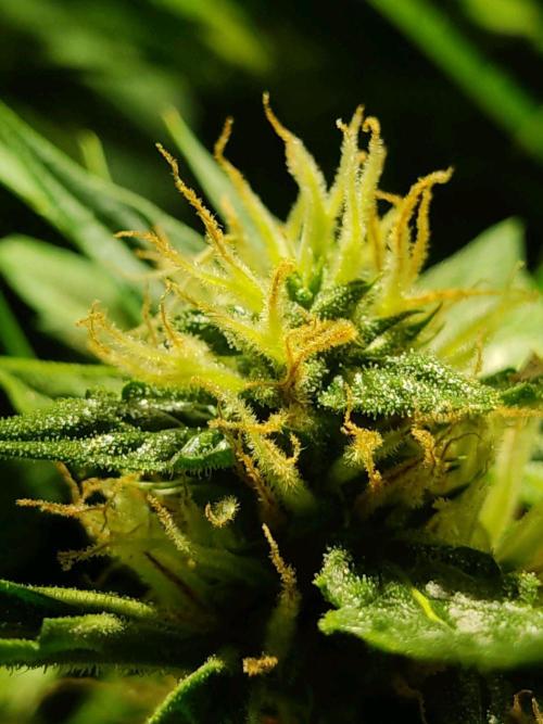 GrandDaddy Purple Auto XXL. Week 10