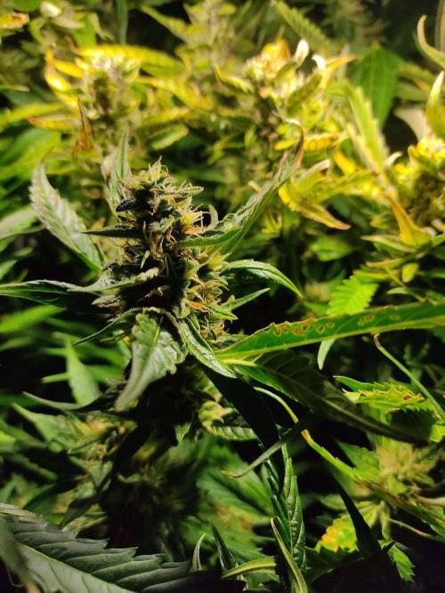 GrandDaddy Purple Auto XXL. Week 10