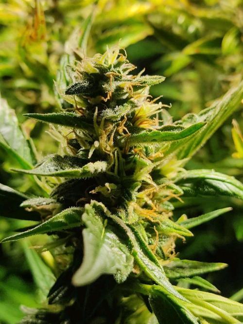 GrandDaddy Purple Auto XXL. Week 10