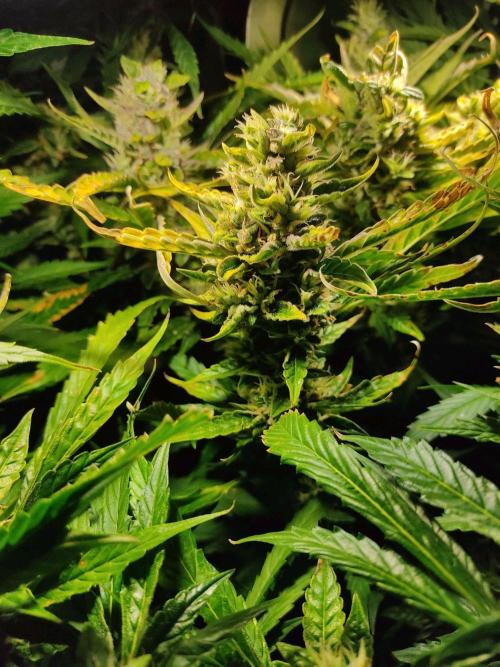 GrandDaddy Purple (Auto XXL). Week 11