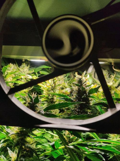 GrandDaddy Purple (Auto XXL). Week 11