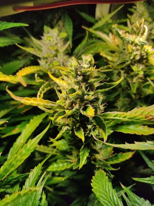 GrandDaddy Purple (Auto XXL). Week 11