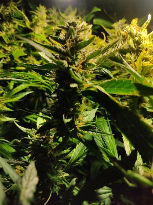 GrandDaddy Purple (Auto XXL). Week 11