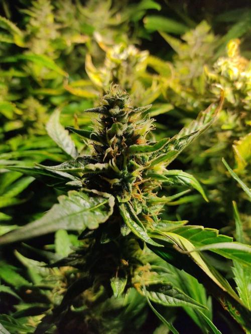 GrandDaddy Purple (Auto XXL). Week 11