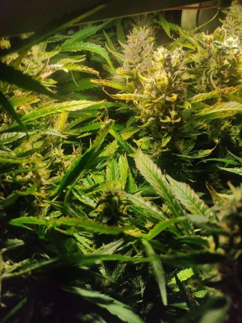 GrandDaddy Purple (Auto XXL). Week 12