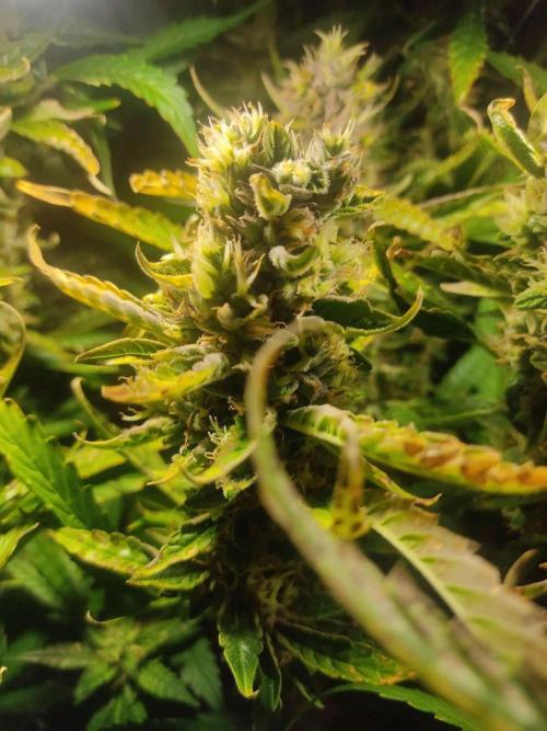 GrandDaddy Purple (Auto XXL). Week 12