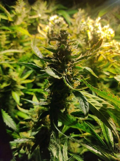 GrandDaddy Purple (Auto XXL). Week 12