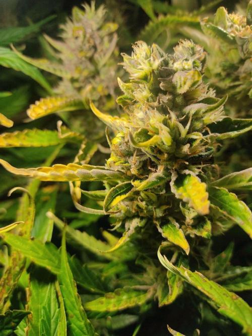 GrandDaddy Purple (Auto XXL). Week 12