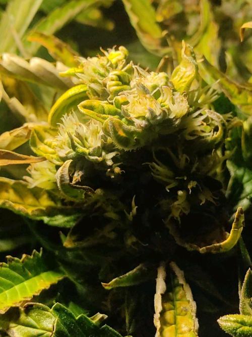 GrandDaddy Purple (Auto XXL). Week 12