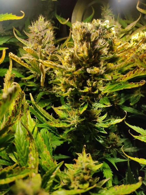 GrandDaddy Purple (Auto XXL). Week 13