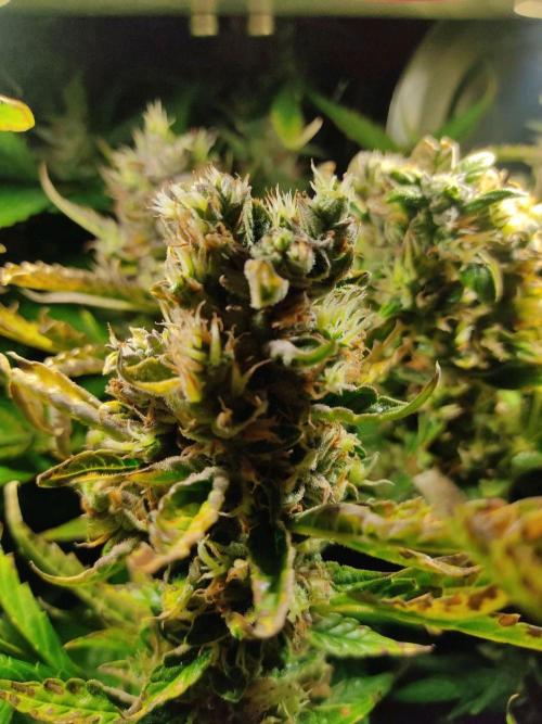 GrandDaddy Purple (Auto XXL). Week 13