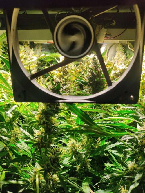 GrandDaddy Purple (Auto XXL). Week 13